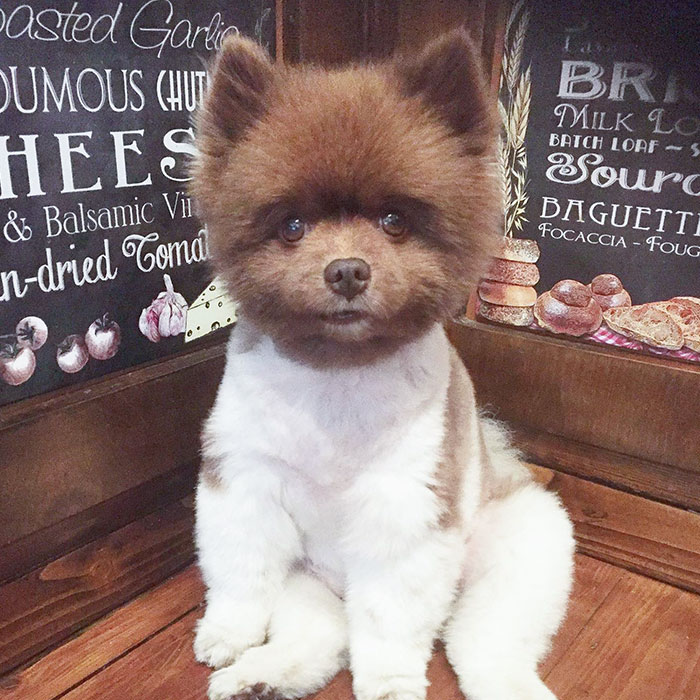 Cute, Fluffy, Red-Headed Fella