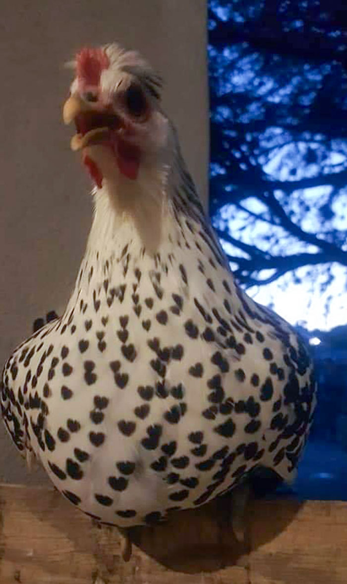 This Chicken With Heart-Shaped Spots