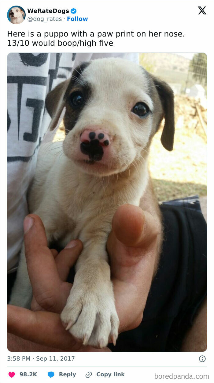 Feel Free To Boop Or High-Five The Snoot