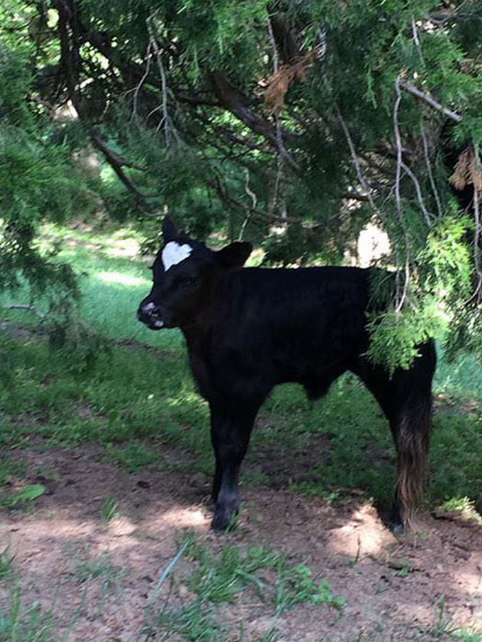 Calf Has A Heart-Shaped Marking