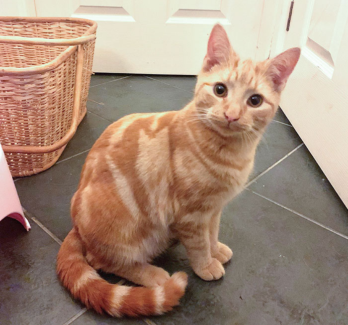 My Cat Has A Cat In His Markings