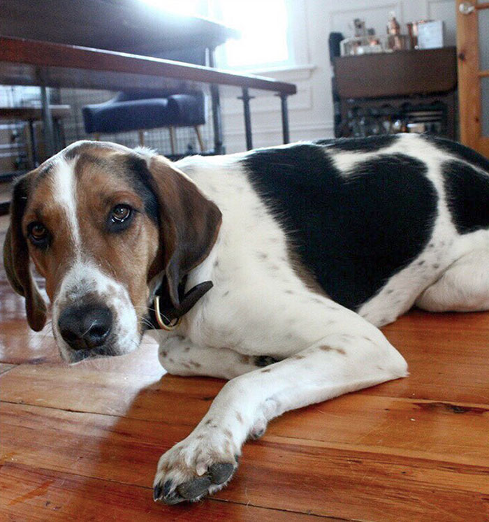 This Dog Has A Big Heart And Freckles