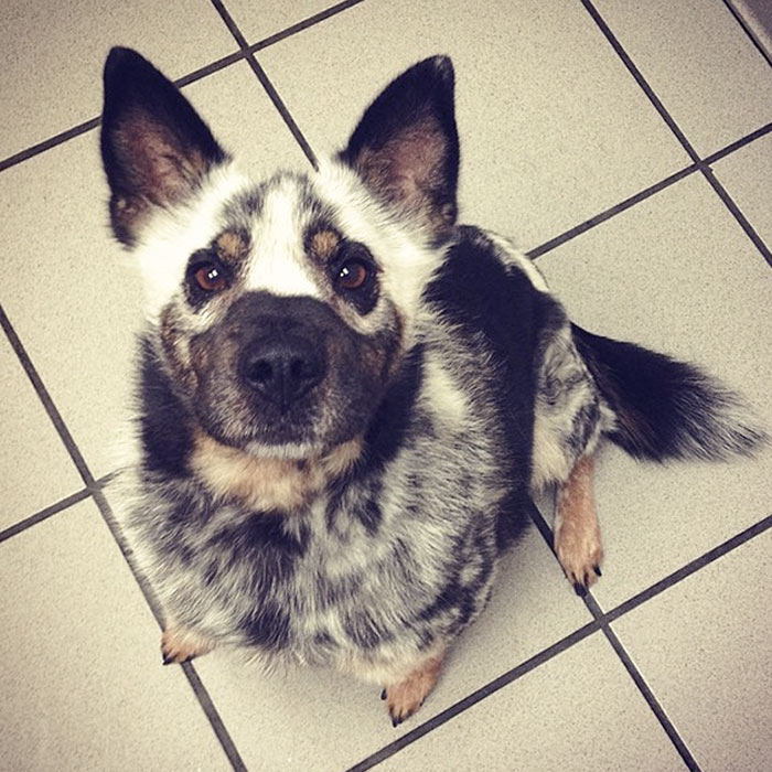 One Of The Coolest-Looking Dogs I've Ever Seen