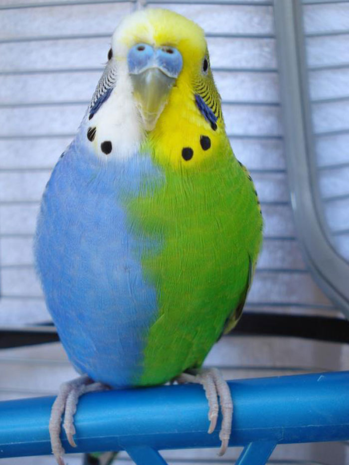 Multicolor Budgie