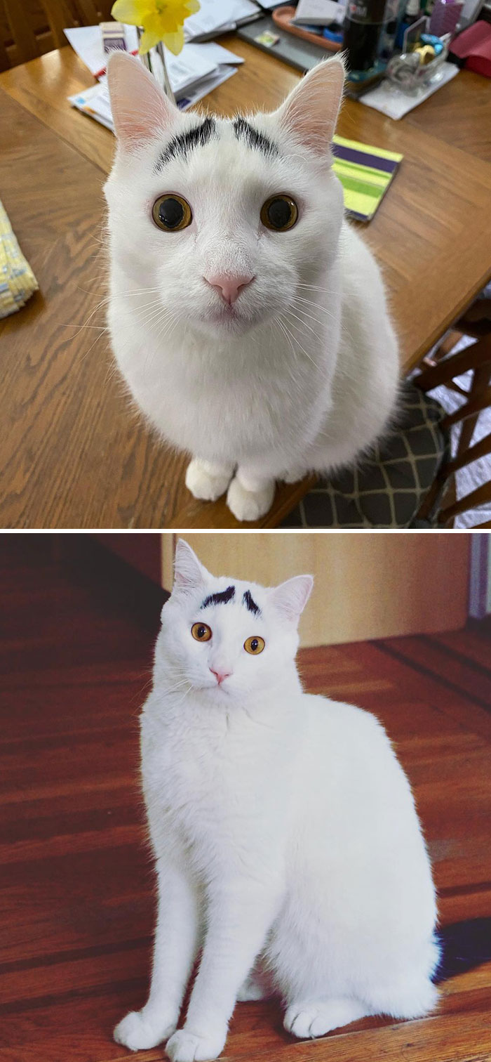 This Is Sam. He Has Eyebrows