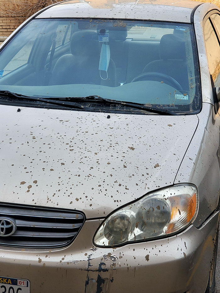 My Neighbor Got Drunk And Drove Through The Fresh Concrete