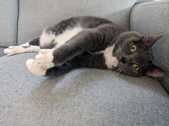 This Is Bean. Her Mama Was A Feral Cat Who Had Kittens In Our Back Yard. We Fixed Her Mama And Her Littermates, But Bean Was The Only Kitten We Could Socialize Enough To Be Inside. She's Sacred Of People Except Us, So She Only Exists In Pictures For Everyone Else