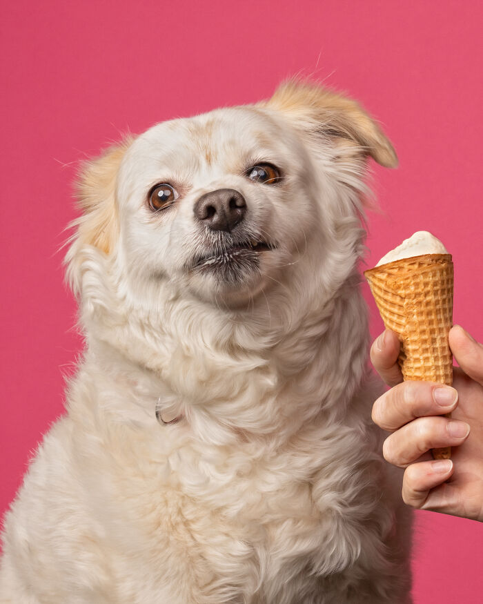 A photograph of a dog eating ice cream