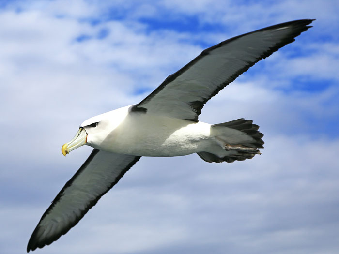 Albatross soaring gracefully with wide wings against a partly cloudy sky, showcasing majestic bird facts in flight.
