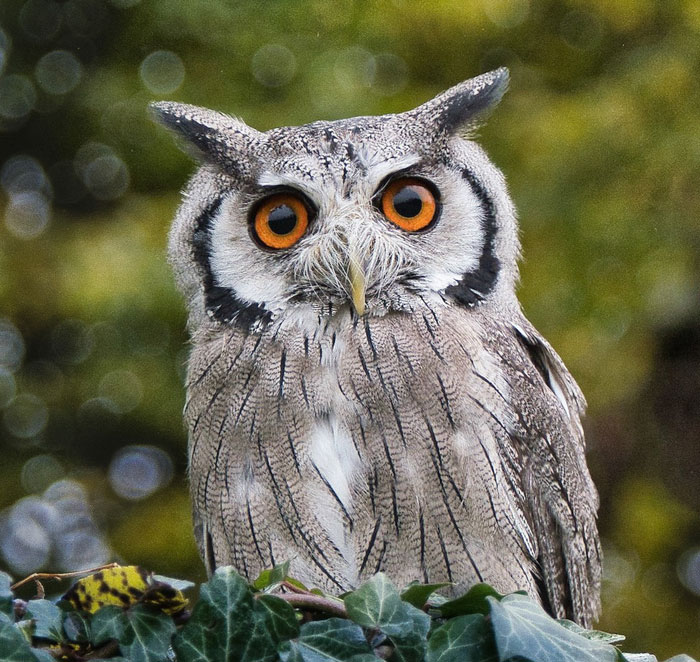 Grey owl with big brown eyes perched among green leaves, showcasing unique bird features and majestic presence in nature.