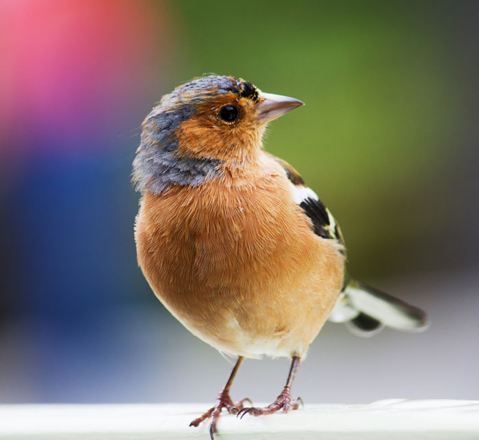 Brown bird looking to the side with detailed feathers, illustrating interesting bird facts about these majestic creatures.
