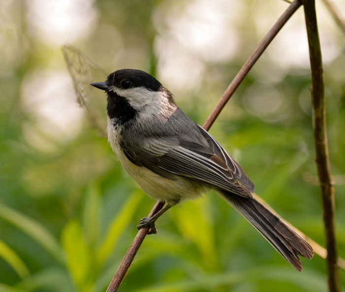 White and grey small bird perched on a tree branch surrounded by green foliage showcasing bird facts.