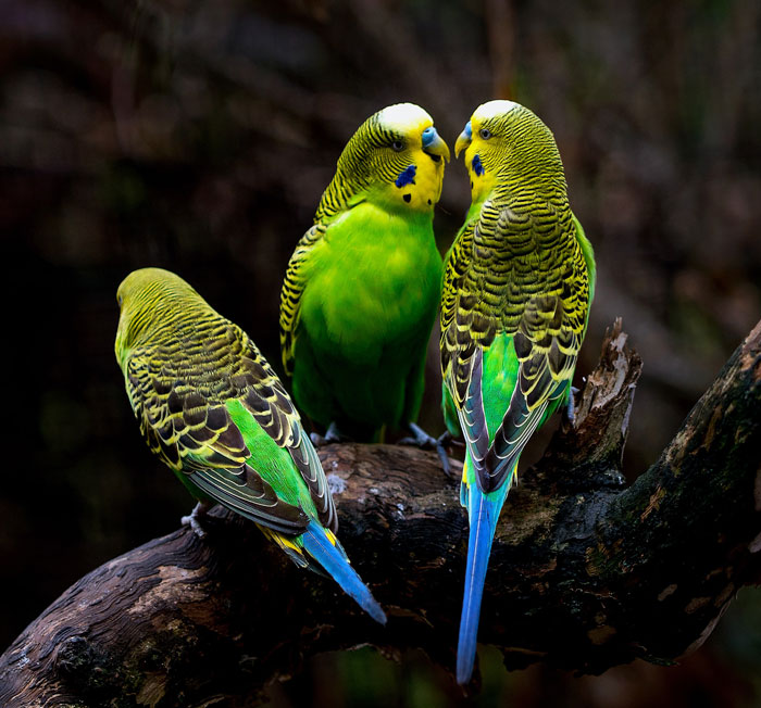 Three colorful budgies perched closely on a tree branch, showcasing vibrant feathers and natural bird behavior.