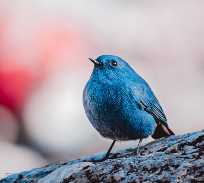 Blue bird perched on a tree branch showcasing vibrant feathers, illustrating interesting bird facts about these majestic creatures.