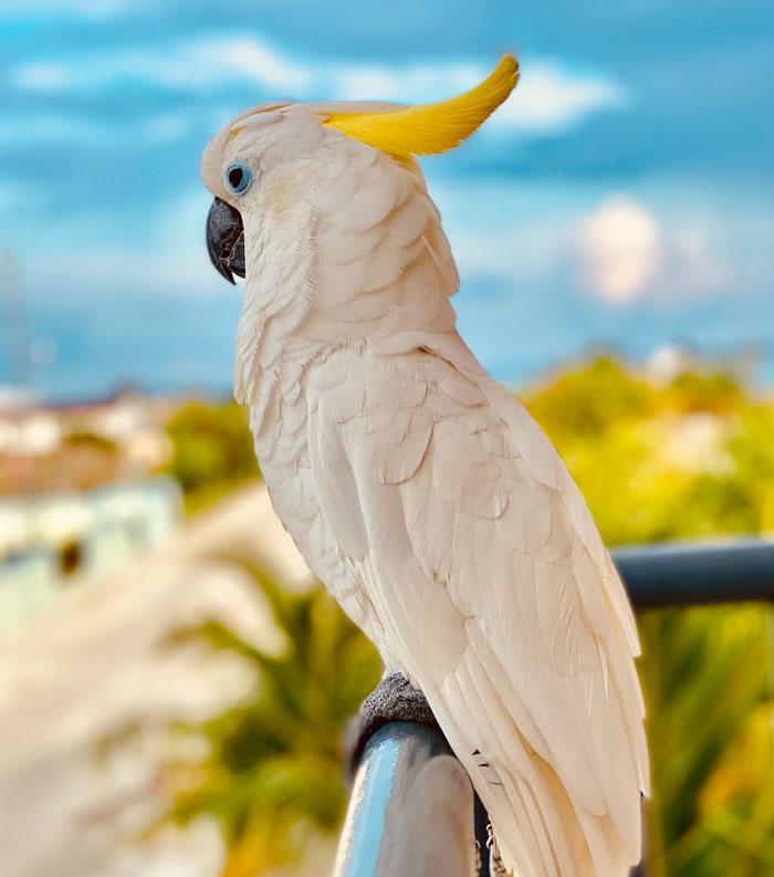 White parrot perched on balcony railing showcasing beautiful feathers and majestic bird features in natural light.