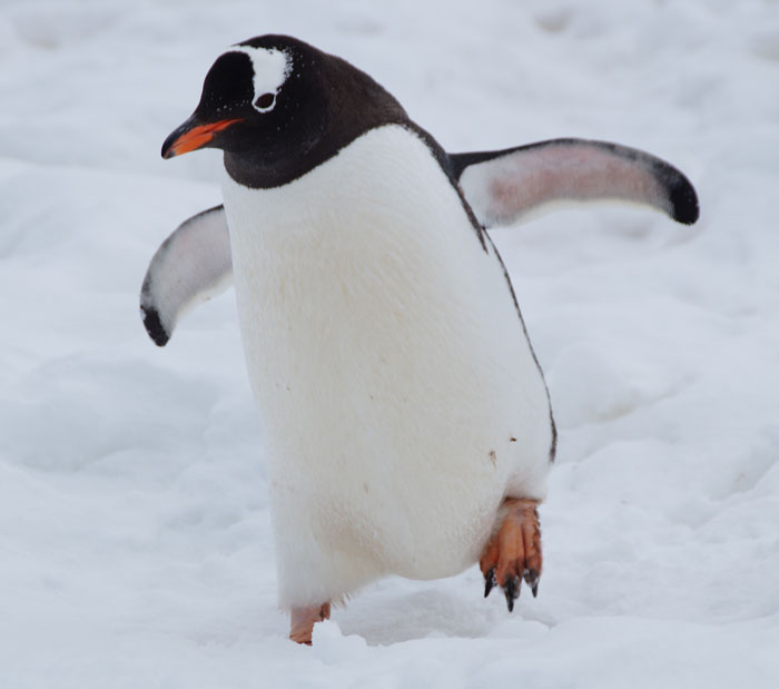Little penguin walking on snow, showcasing unique bird features in a natural snowy habitat.