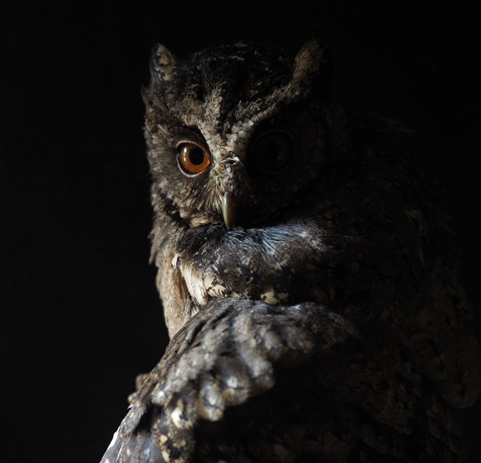 Owl with brown eyes in shadow showcasing unique features for bird facts and insights about majestic creatures.