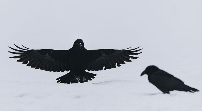 Two crows in the snow displaying wings, showcasing fascinating bird facts about these majestic creatures.