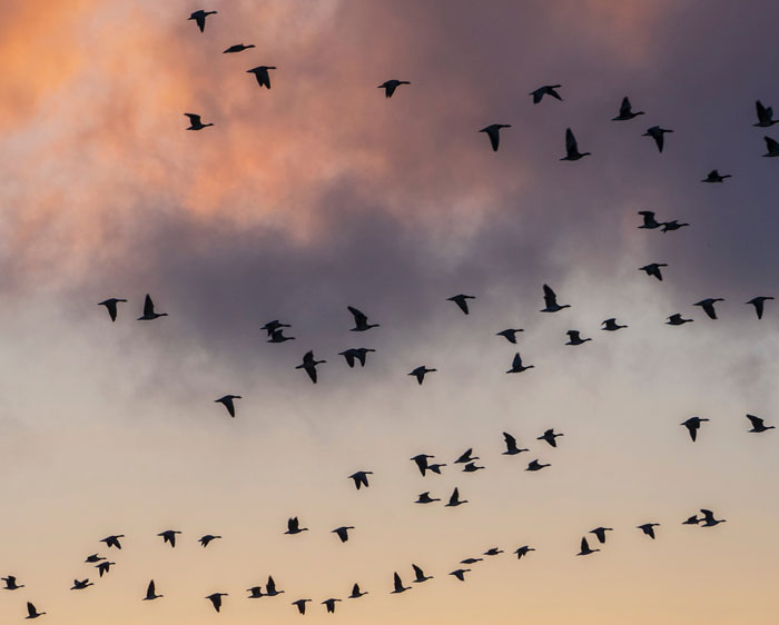 A large group of birds flying across a colorful sky showcasing the beauty of these majestic creatures in flight.