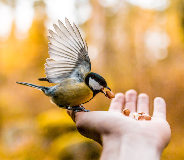Small bird with wings spread takes a nut from a hand, illustrating interesting bird facts about these majestic creatures.
