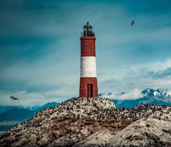 Lighthouse standing on rocky shore with birds flying and resting, showcasing fascinating bird facts and majestic creatures.