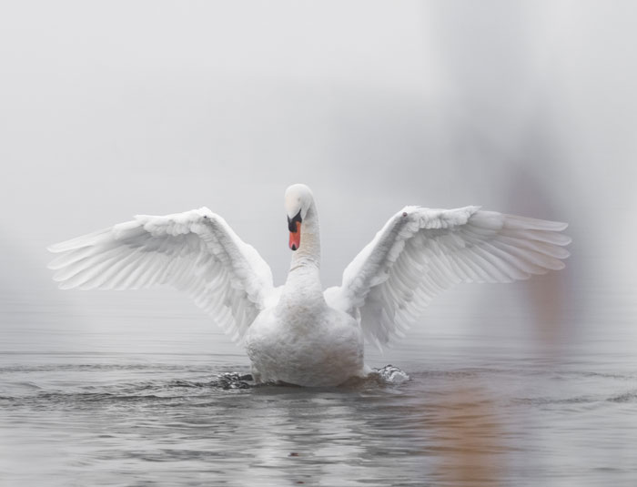 White swan spreading its wings on water, showcasing elegant bird features for bird facts and wildlife learning.
