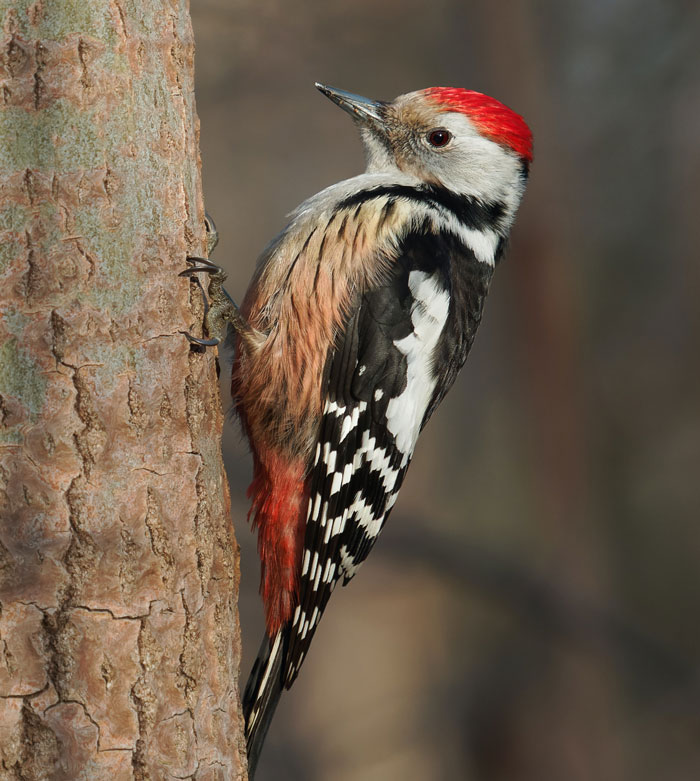 Woodpecker clinging to tree bark, showcasing vibrant colors and patterns in a close-up bird facts image.