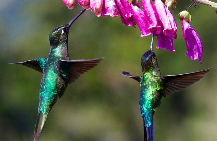 Two hummingbirds displaying vibrant colors as they drink nectar from a pink flower, highlighting fascinating bird facts.