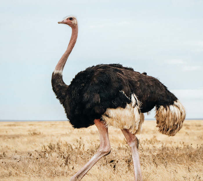 Ostrich standing in a dry field showcasing unique bird facts about these majestic creatures in their natural habitat