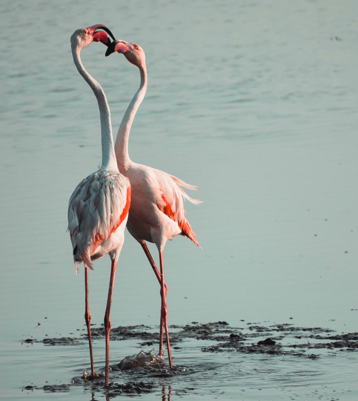 Two flamingos standing near water touching beaks, showcasing a unique bird fact about these majestic creatures.