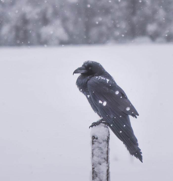 Black raven perched on a snowy post in winter, showcasing one of the fascinating bird facts about these majestic creatures.