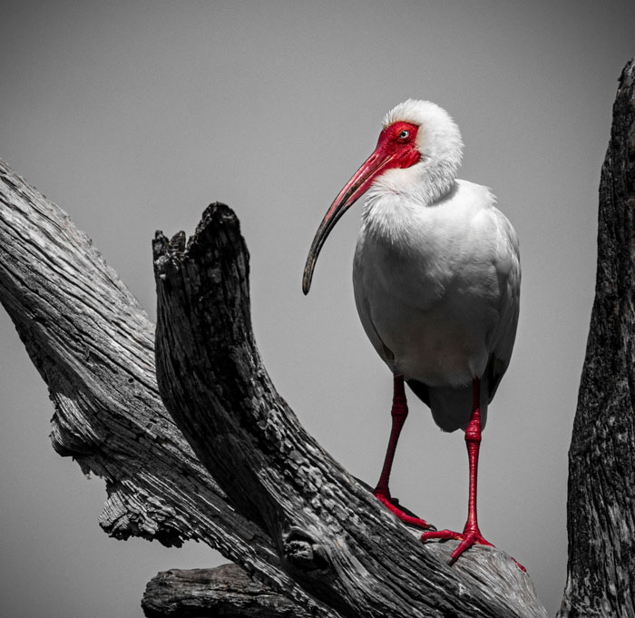 White Ibis perched on a tree branch showcasing unique bird features in nature for bird facts and learning.