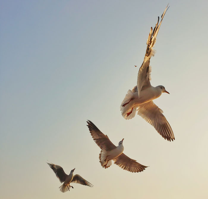 Seagulls soaring in a clear sky, showcasing bird flight behavior and majestic bird facts in nature.