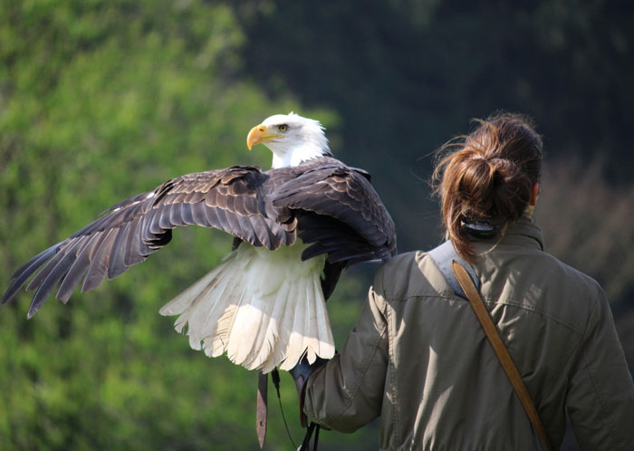 Woman holding a majestic eagle on her arm, showcasing one of the fascinating bird facts about these creatures.