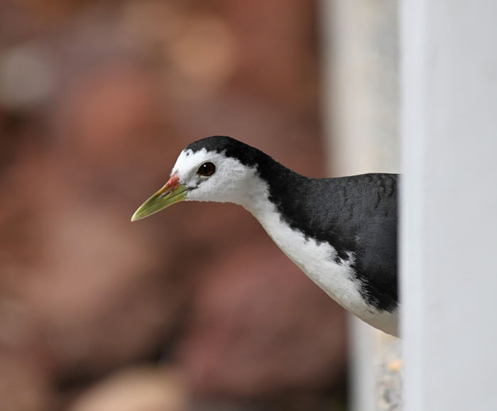 White-breasted Waterhen peeking from a window, showcasing unique features of these majestic bird creatures.