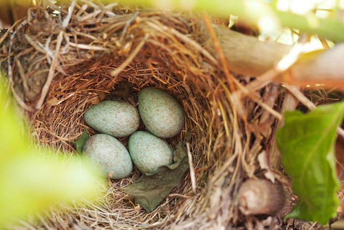 Four bird eggs resting in a nest on a tree branch, showcasing nature and bird facts about these majestic creatures.