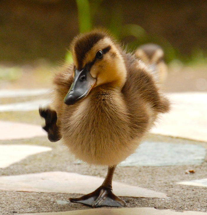 Duckling walking on one leg towards camera, showcasing charming bird features and details for bird facts enthusiasts.