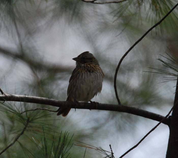Lincoln's sparrow perched on a pine tree branch, showcasing one of the fascinating bird facts about these majestic creatures.