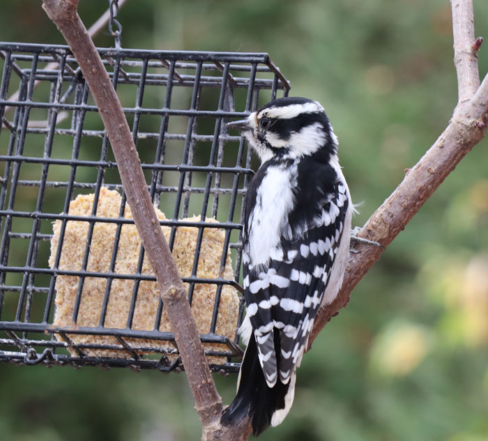 White bird with black spots perched on a branch near a birdfeeder, showcasing unique bird facts and behaviors.