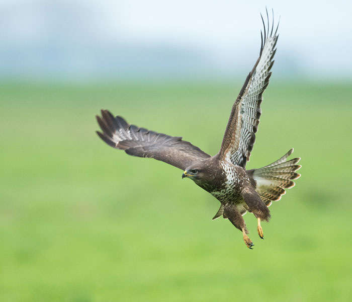 Hawk soaring over a green field, showcasing the majesty of birds in flight and nature.