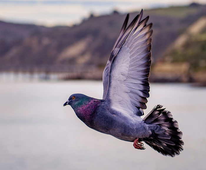 Pigeon flying over water in the city, showcasing bird facts about these majestic creatures in urban environments.