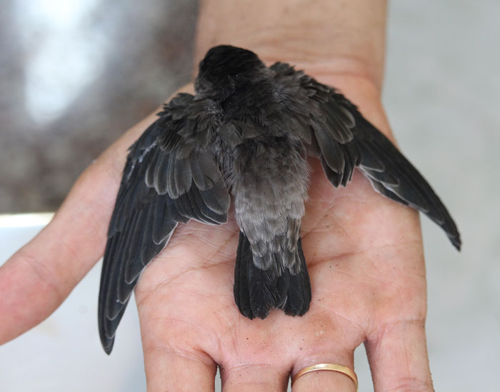 Small swiftlet resting on a human hand, showcasing detailed feathers and highlighting bird facts about these majestic creatures.