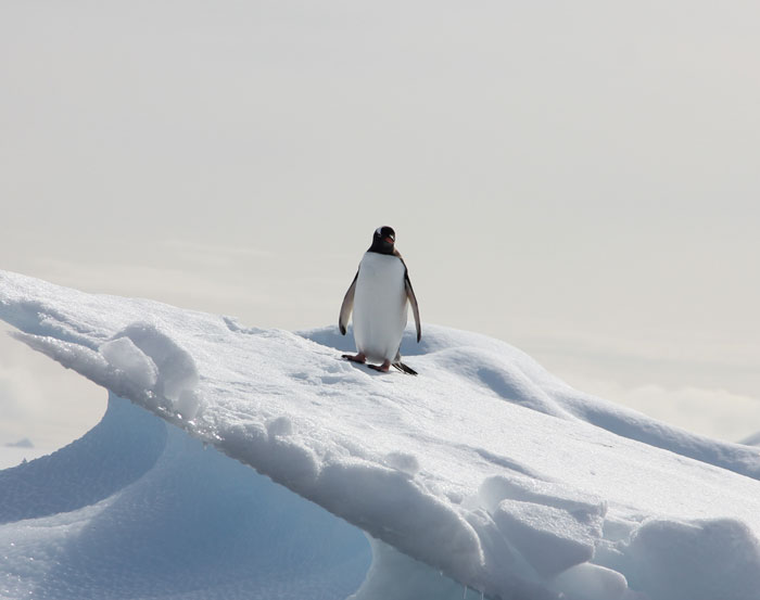 Penguin standing on icy snow with a clear sky, showcasing one of the fascinating bird facts about these majestic creatures.