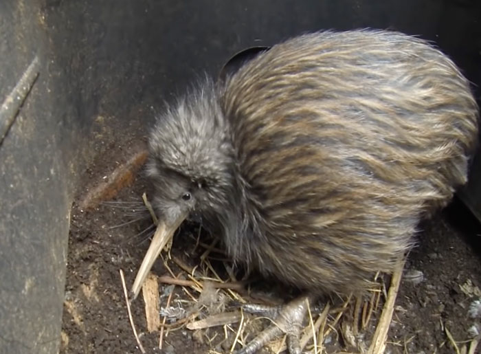 Kiwi bird with brown feathers inside a metal basket on dirt, showcasing unique bird facts about majestic creatures.