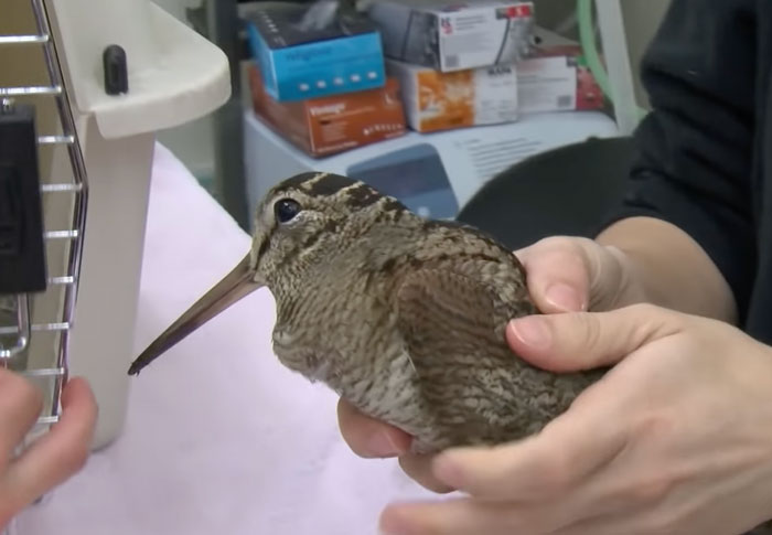 American Woodcock being gently held at a local hospital, highlighting bird facts about these majestic creatures.