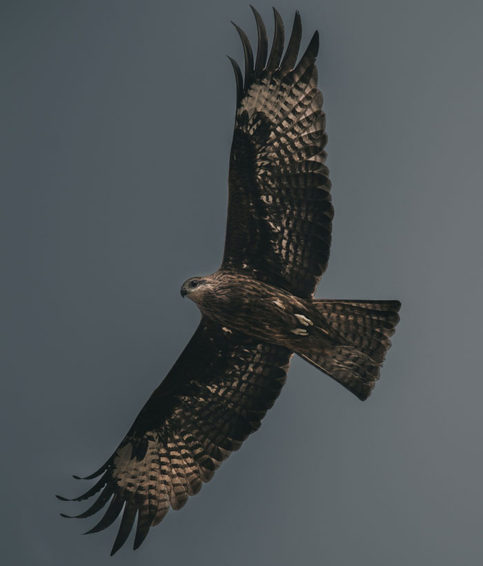 Peregrine falcon soaring with wings spread wide, showcasing majestic bird facts in flight against a muted sky background