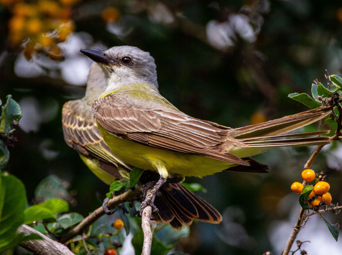 Couch's kingbirds perched on a branch in a tree, showcasing bird facts about these majestic creatures.