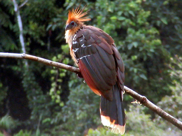 Hoatzin perched on a tree branch in a lush forest, showcasing unique bird features and vibrant plumage.