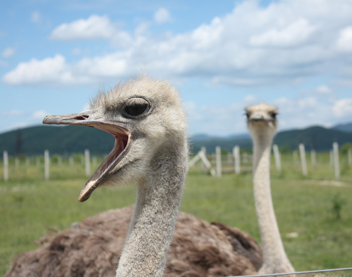 Two ostriches in a field showcasing unique bird facts about these majestic creatures in their natural habitat.