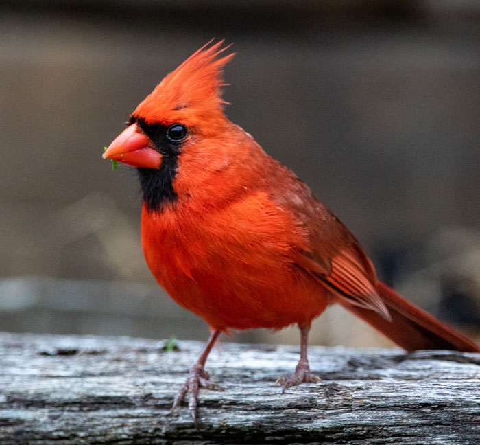 Cardinal standing on a wooden brick, showcasing vibrant red feathers and features for bird facts and majestic creatures.